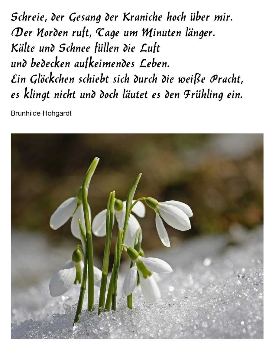 Schneeglöckchen